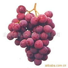 北京京果果品配送 精选葡萄与水果产品一览