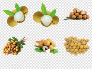 龙眼与桂圆 水果海报免扣素材与生活工作应用大全