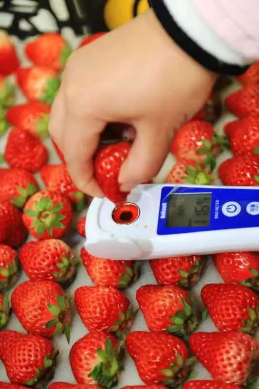 红颜薄利 月销20万盒的草莓盒子，幕后工厂在南京