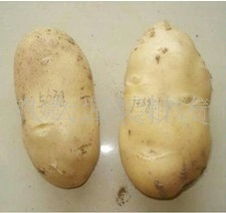 新鲜蔬菜产品列表 第82页 - 琳琅满目的当季鲜果